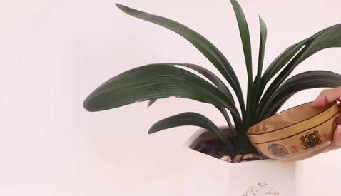 用途|花盆里撒一把大米,用途真是太棒了,好多人都不知道