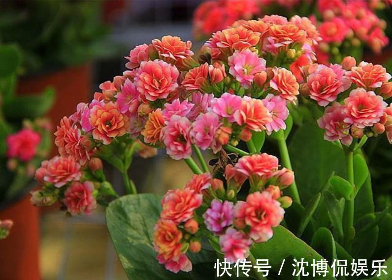 君子兰花|4种“吉利花”,让春节变得喜庆、热闹起来,家里年味都浓了