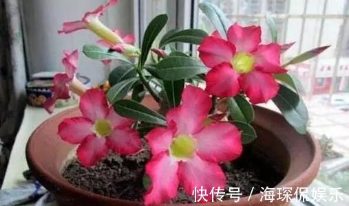 客厅2个地方，千万别养花，不能忽视，养了也尽快搬走！