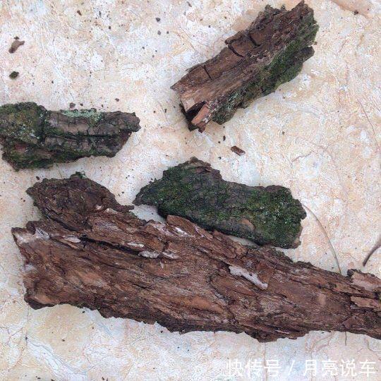 虎皮兰|养虎皮兰，盆里扔点捡来的“垃圾”，花根粗壮，嫩芽多得戳破花盆