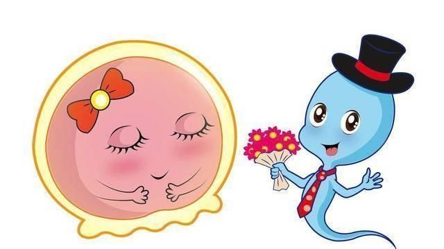 排卵期|精子和卵子相遇需要多少时间超过这个时间没有五个反应,别等了