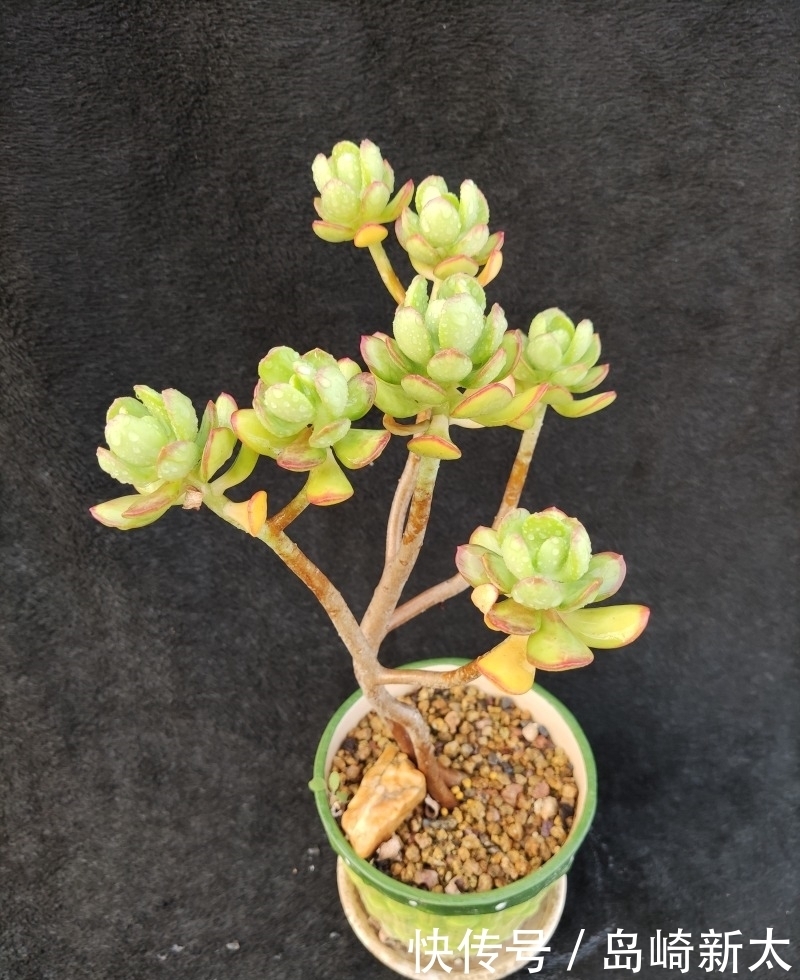 给我一块黑布，多肉走个台步