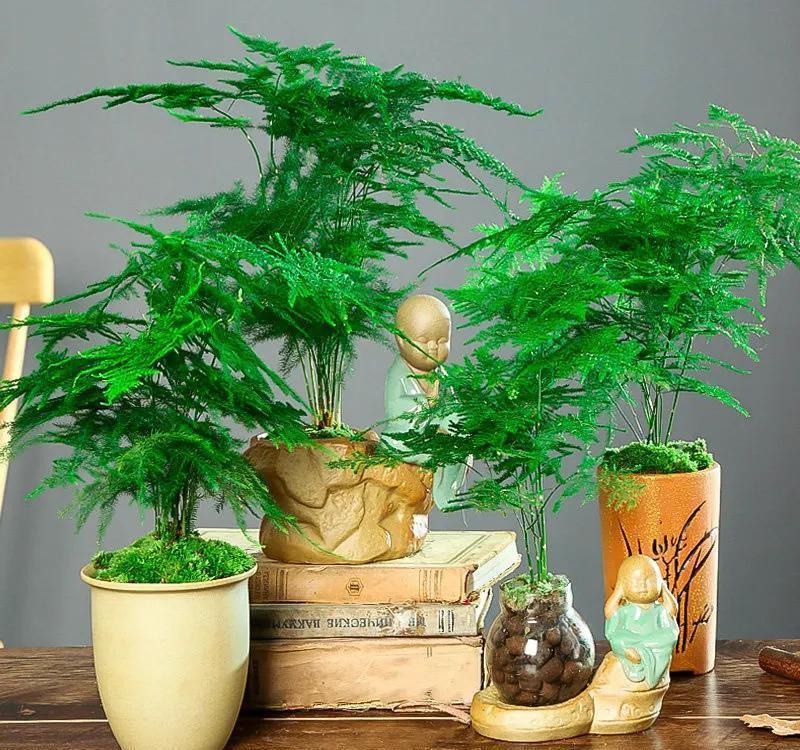 文竹叶片容易干枯，五个坑避不开，长成一盆杂草，别不当回事