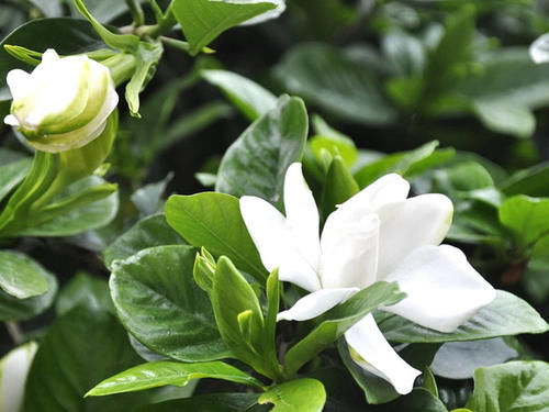 花期到了,栀子花却又掉花苞了,赶紧让它去晒太阳