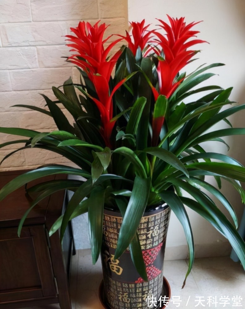 5种漂亮花,耐阴好养又大气,寓意美好还旺人,专为北阳台而生