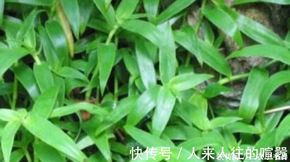 水煎剂|田边一种常见野草，殊不知药用价值极高，可以清热解毒