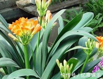 秘诀|君子兰很难养养花30年的王大爷告诉你养花秘诀,养啥都爆满盆