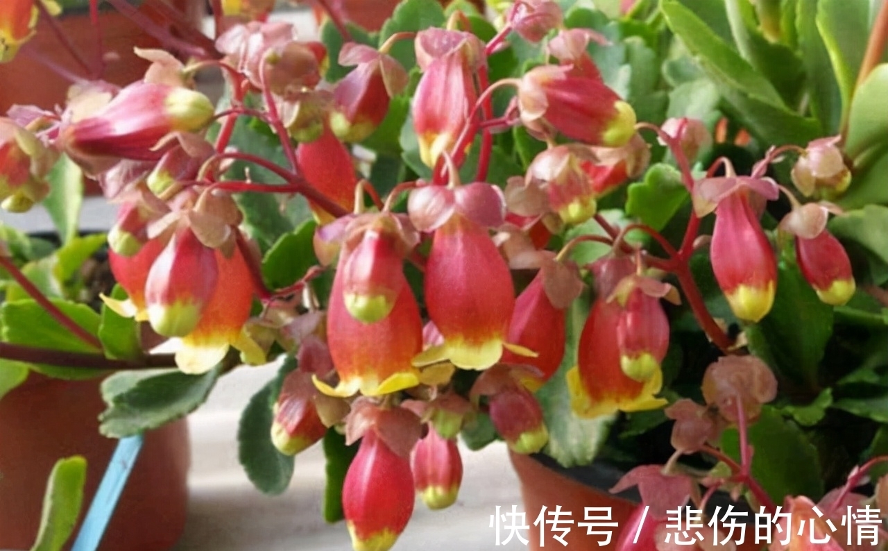 水仙花|这3种“年宵花”是一次性的,开花后就“不再复花”,别花钱买了