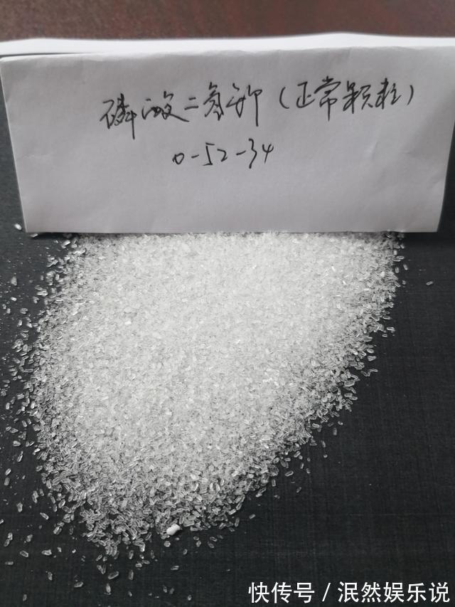 叶子花|阳台养此2种花,开花量比“月季”还大,枝枝满花,耐旱又好养