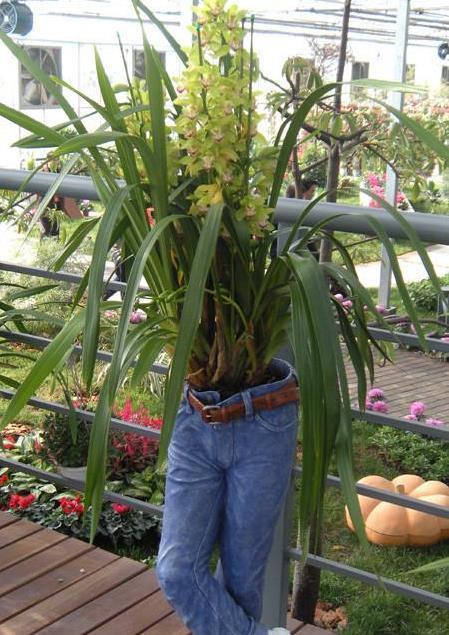 为省钱,用这几种“废品”养花,结果花友跟风效仿,意外啊