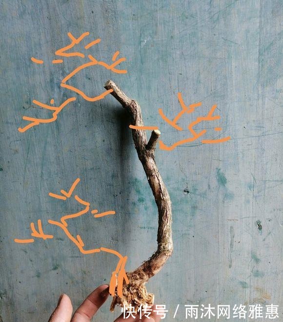  造型|玩盆景造型很重要哦，就像这两个六月雪素材，这样培育真的美翻了