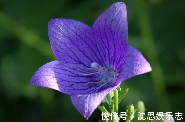 性格|12生肖与性格息息相关,这些生肖天生就“非凡”,可以带来财富!