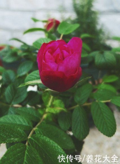 金银花|老中医爱养的4种花,堪称植物“百宝箱”,养人养身心