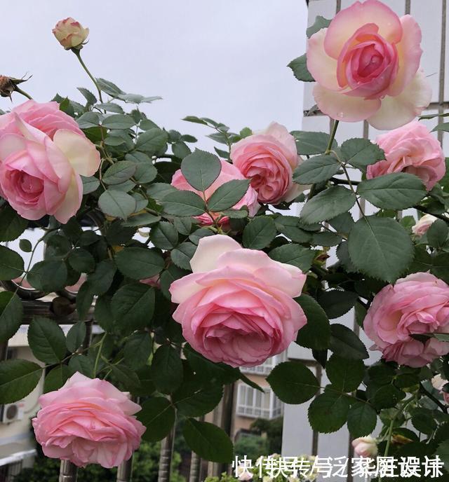 花卉|养了10年花,才知道鸡蛋壳这么处理后,不生虫、肥效足,养啥旺啥