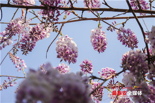 泰山普照寺：紫藤花开如瀑 如梦似幻引游人