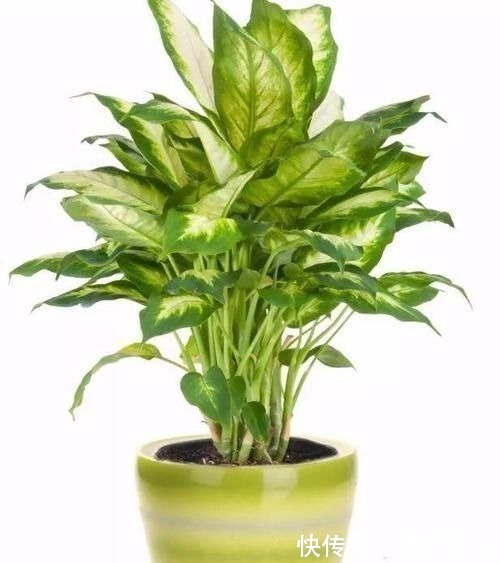 室内|17种适合生长在弱光处的室内植物，可以摆放在家里的任何角落