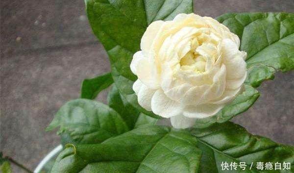 这些花草别买,商家想方设法让你花钱,实物真的太假了!