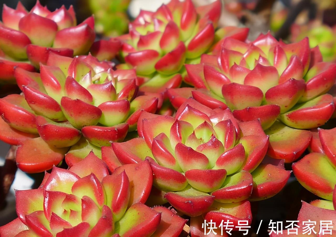 成就感|叶插就是对多肉的一种升级,6个品种叶插爱多头,满满都是成就感