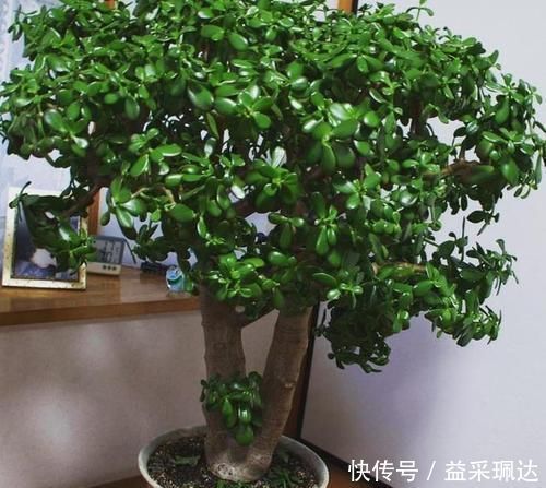 4种花不能多浇水,少浇水反而不烂根,长得旺,是懒人盆栽的福音