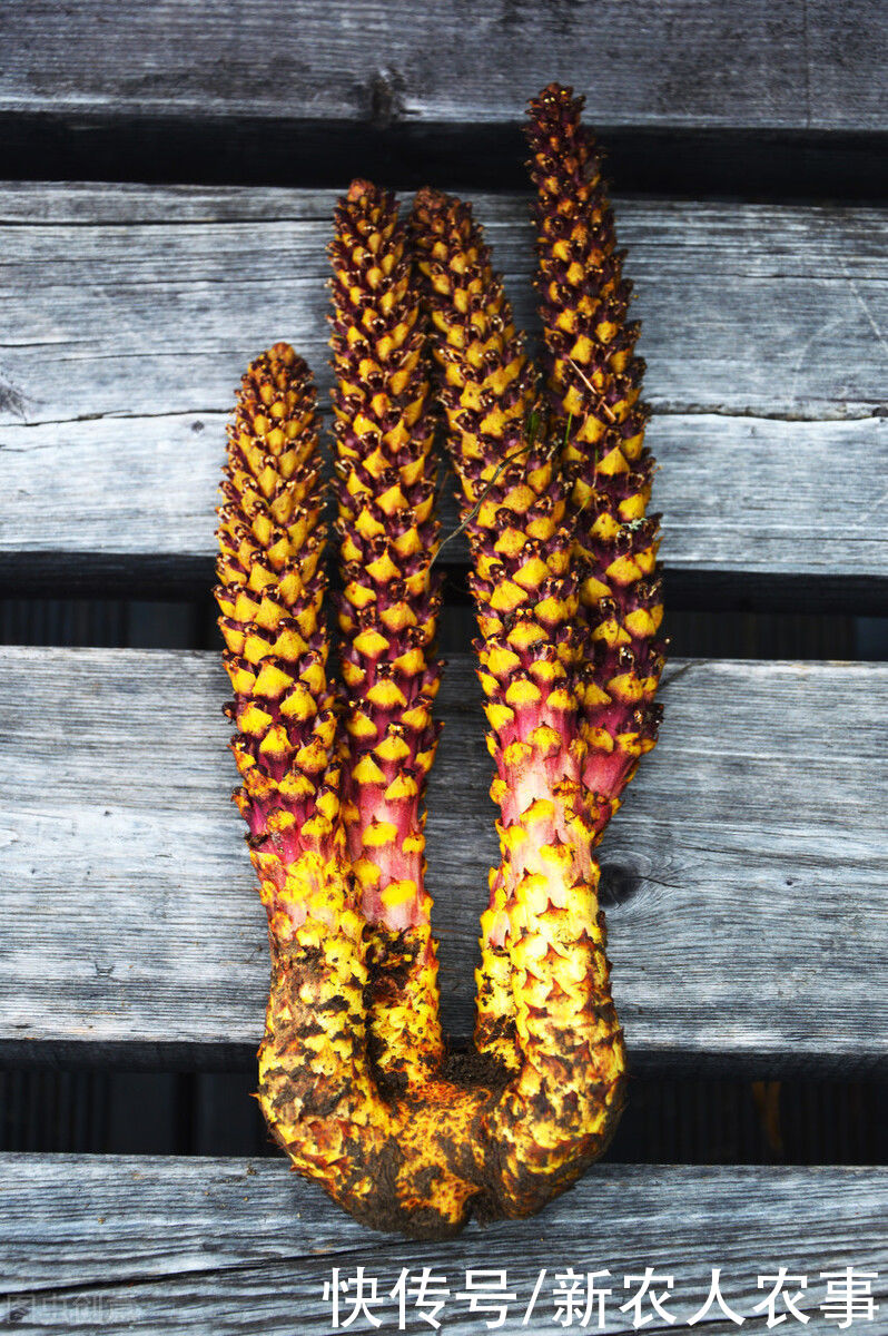 寄生在赤楊根上的一種草，被大肆地人為采挖，如今成了保護植物