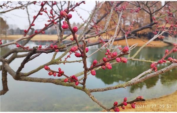 辰山植物园3500平方米梅园 满树春意蓄势待发