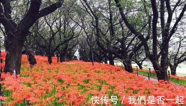 花叶|无情花、无义草、地狱花、彼岸花为何这么多名字？它的真名叫什么