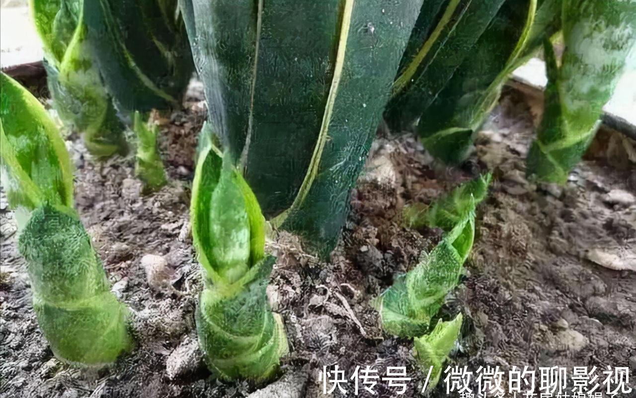 磷酸二氢钾养花作用大,它有很多个“妙用”,很多人就只知道一个