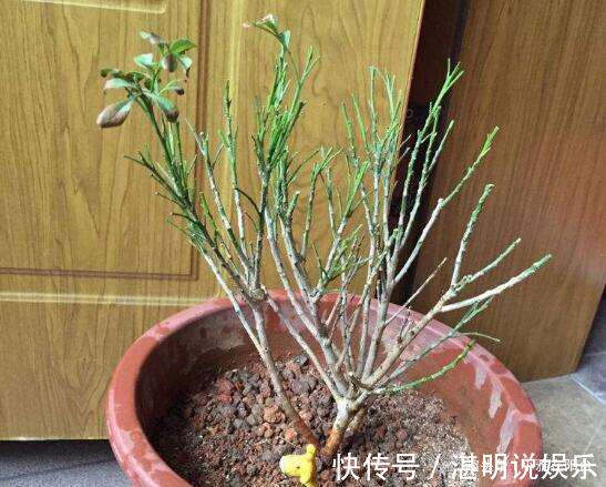 病虫害|米兰花怎么修剪一个修剪“小窍门”,植株饱满,枝繁叶茂开花多