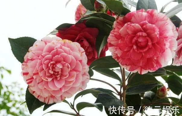 养花|养茶花，学会“6点”你就是高手，不再黄叶掉蕾，年年开花不断！