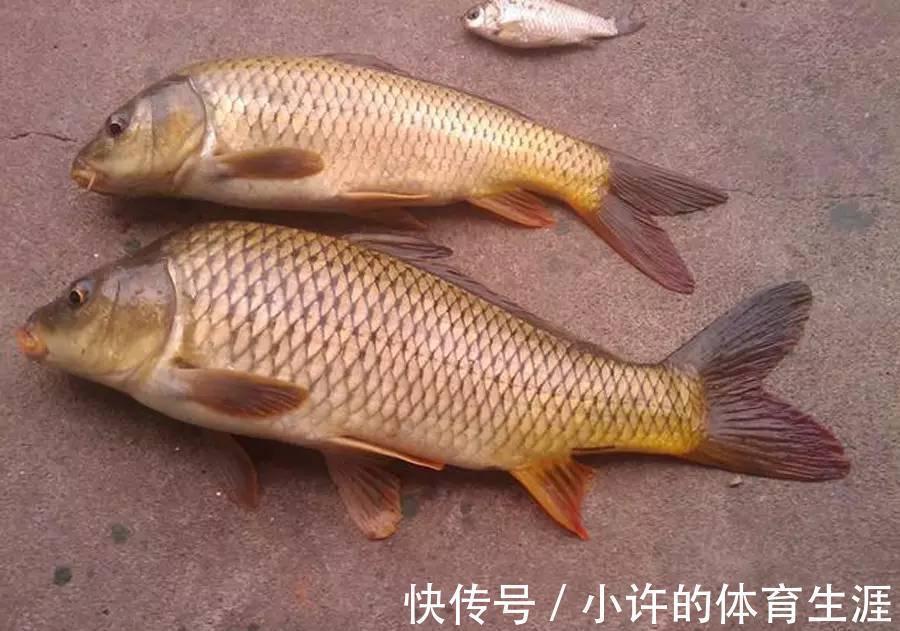 鱼口|鱼口太轻,不妨试试这几招,信号一出就提竿,竿竿都有实口