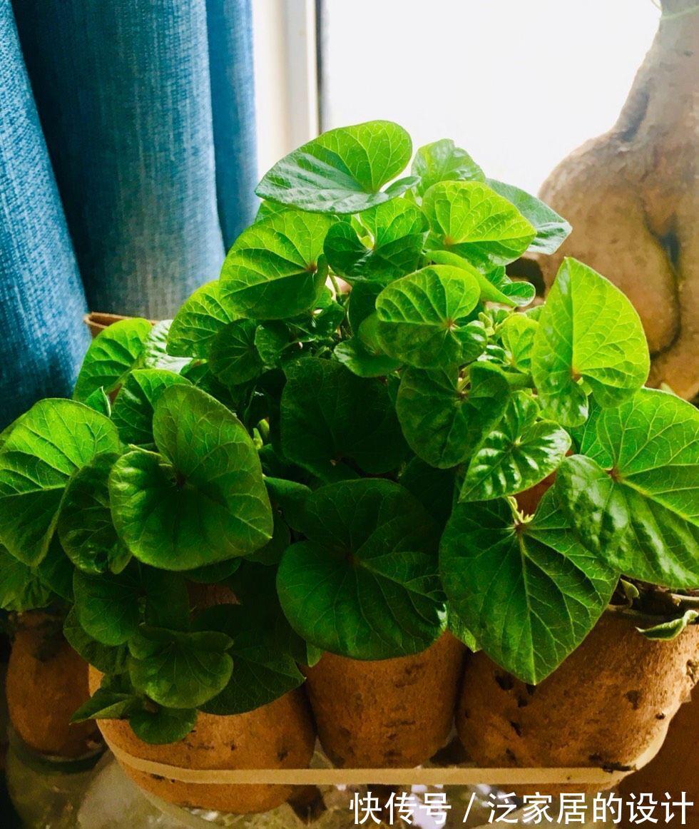 红薯还能这样玩，简单好养，一个月变盆景，生机盎然