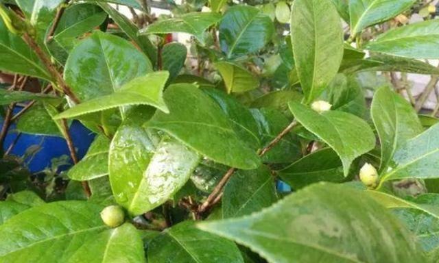 扦插的5个错误操作,不是难生根,是你做错了,扦插其实很简单