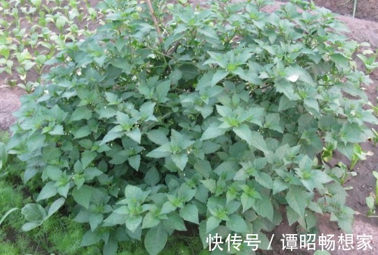 院子里长出5种草,尽量别破坏了,能赏又能当菜,有人花钱买来种