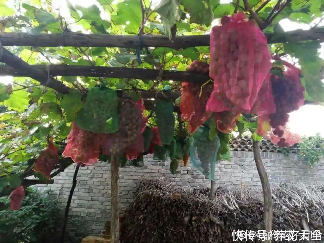 一根大粗枝插土里,枝叶嗖嗖爬满墙,满树冒果子