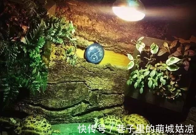 王昱珩|被《人民日报》表扬,1000万姑娘都想嫁,他将家变成热带雨林