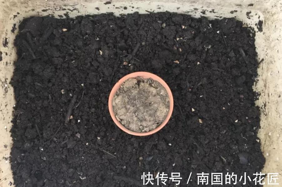 植物|绿化带里的这种土是养花“极品土”,走过路过不能错过!