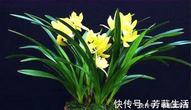 盆栽|5种比香水还香的盆栽花卉，开花漂亮香气浓郁，人称“香水之王”！