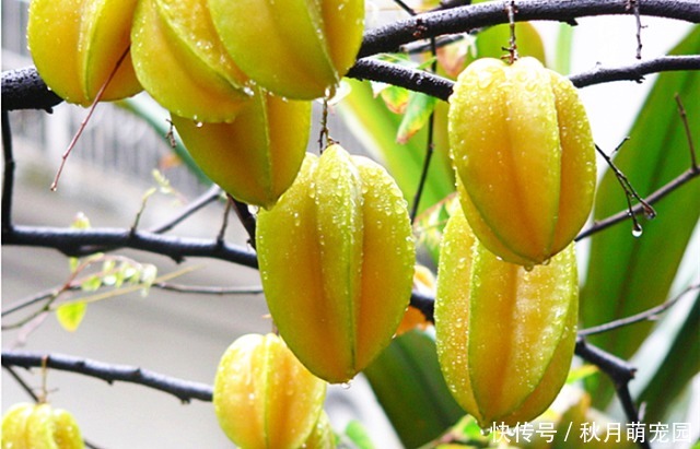 网评|网评“最难吃”的4种水果,2个被名字耽误了,1个简直不配叫水果