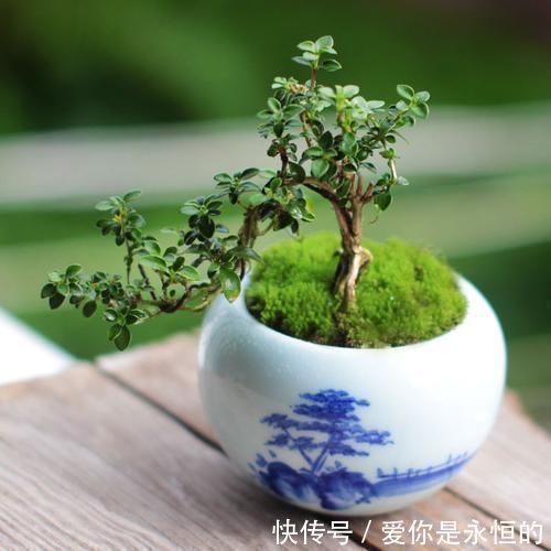 火棘|“微型盆景”,我只服此3种,置于案头,让人一见钟情