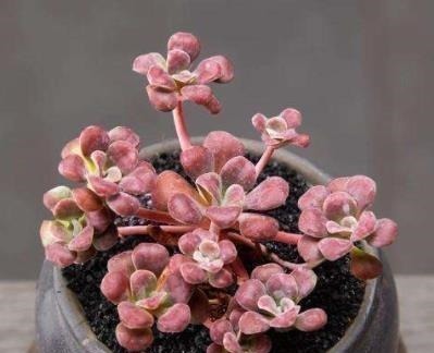 凝脂莲|刚开始种多肉选8种,好养且自带“体香”,而且颜值非常高!