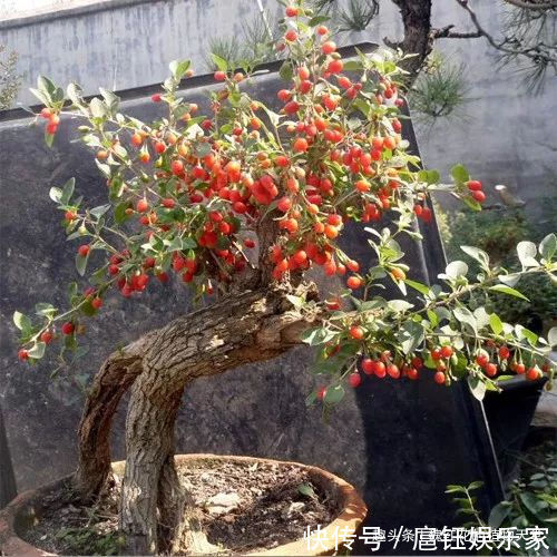 人养花 花也养人 4种花不仅长得漂亮，掐下叶子就是一盘菜！