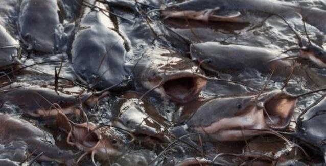  印度人|印度人不吃猪肉,也不吃牛肉,连鱼肉都很挑,那印度人吃什么肉