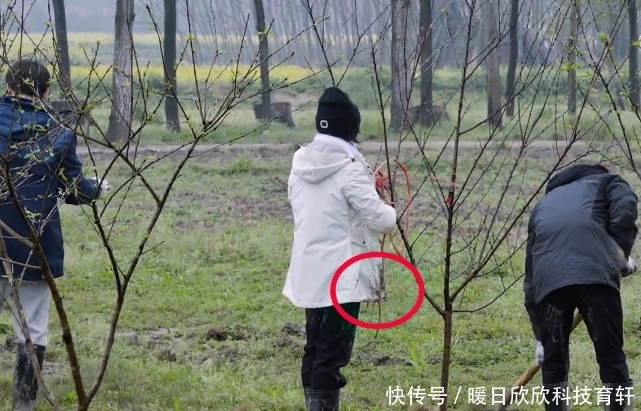 张子枫种树被嘲“划水”,谁注意她衣角上痕迹,是对男嘉宾的尊重