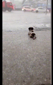 |搞笑GIF:怎么不知道这是啥,但勾起了我生命最初争斗的场景