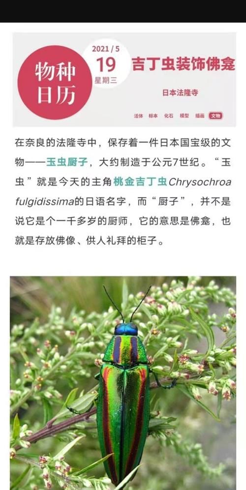 收藏者|王一博对昆虫感兴趣又害怕,真的是又怂又好奇