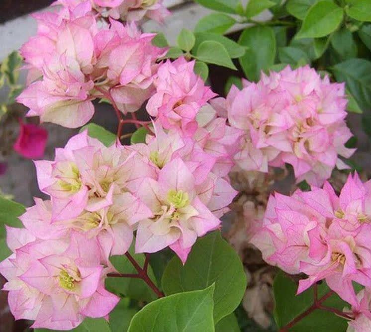 “4种花”漂亮又好养，四季花开不断，层层交叠，烂漫迷人眼