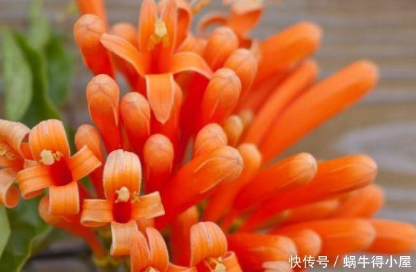 几款花卉全年开花不停,芳香四溢,养在家中香飘满屋