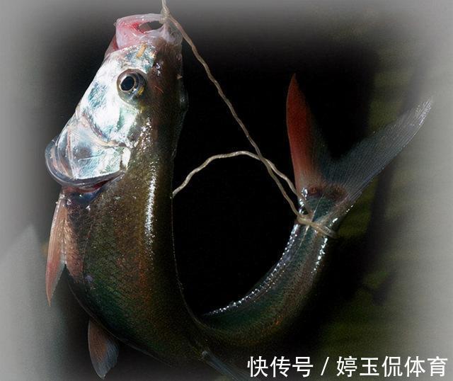 存活|让鱼儿离水几天不死?民间古老的“弓鱼术”,其实原理很简单