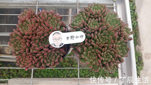 小知识|多肉服盆难,了解这4个原因再纠正,肉肉轻松服盆