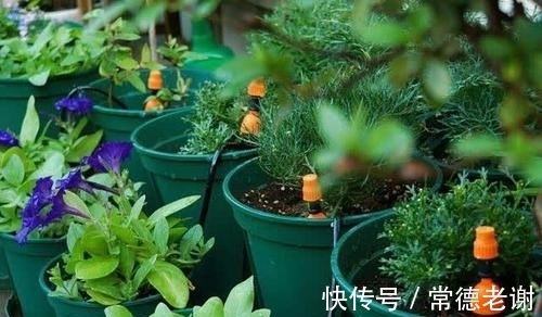 6个养花“坏习惯”,难怪花花长不好,快看看你中了几条?